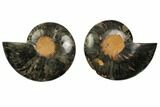 Cut/Polished Ammonite Fossil - Unusual Black Color #132606-1